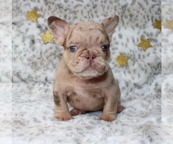 Medium Photo #6 French Bulldog Puppy For Sale in LITITZ, PA, USA
