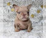 Small #5 French Bulldog
