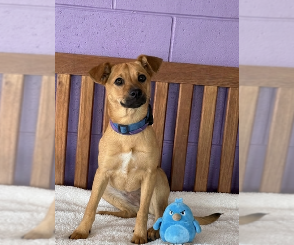 Medium Photo #2 Mutt Puppy For Sale in Genesee, WI, USA