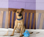 Small #1 Mutt