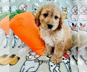 Cavapoo Puppy for sale in GILBERTSVILLE, PA, USA