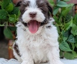 Small Photo #61 Havanese Puppy For Sale in GOSHEN, IN, USA