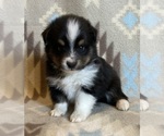 Small #1 Shel-Aussie