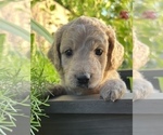 Small Photo #2 Goldendoodle Puppy For Sale in EL MIRAGE, AZ, USA