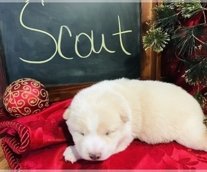 Shiba Inu Puppy for sale in SULLIVAN, IL, USA