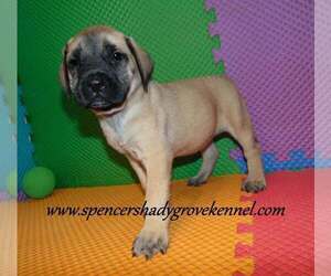 Mastiff Puppy for sale in CABOOL, MO, USA