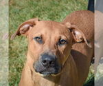 Small #2 Boxer-German Shepherd Dog Mix