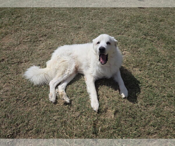 Medium Photo #1 Great Pyrenees-Unknown Mix Puppy For Sale in Houston, TX, USA