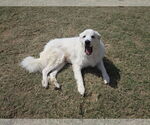 Small Great Pyrenees Mix