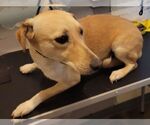 Small Basset Hound-Labrador Retriever Mix