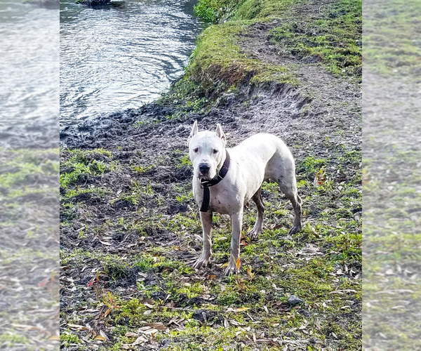 Medium Photo #1 Dogo Argentino Puppy For Sale in MULBERRY, FL, USA