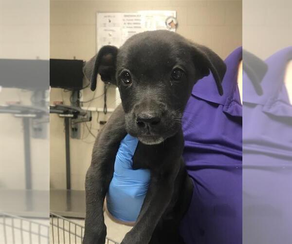 Medium Photo #1 American Pit Bull Terrier-Unknown Mix Puppy For Sale in Conroe, TX, USA