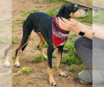 Small American Rat Pinscher