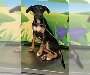 Doberman Pinscher-Unknown Mix Dogs for adoption in Waco, TX, USA