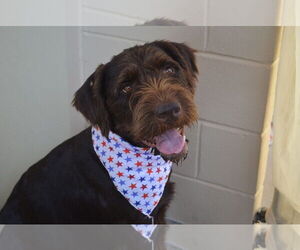 German Wirehaired Pointer-Unknown Mix Dogs for adoption in McKinney, TX, USA