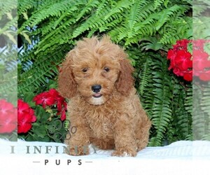 Cavapoo Puppy for sale in RISING SUN, MD, USA