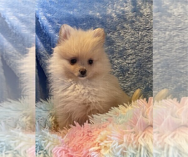 Medium Photo #11 Pomeranian Puppy For Sale in CORAL GABLES, FL, USA