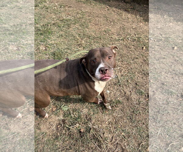 Medium Photo #1 Bulldog-Unknown Mix Puppy For Sale in Jackson, MS, USA