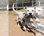 Small #3 Dalmatian-Labrador Retriever Mix