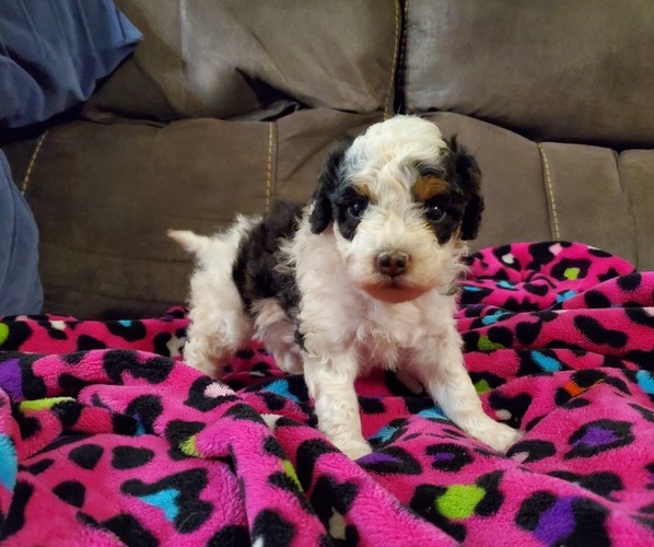 Medium Photo #8 Miniature Bernedoodle Puppy For Sale in LEETONIA, OH, USA