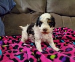 Small #7 Miniature Bernedoodle