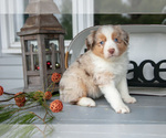 Puppy Marky Australian Shepherd