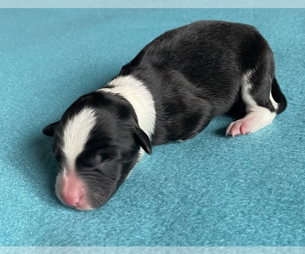 Medium Photo #2 Border Collie-Papillon Mix Puppy For Sale in CULPEPER, VA, USA