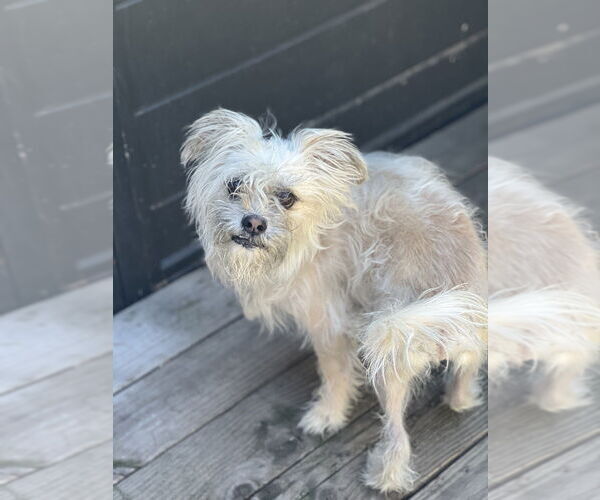 Medium Photo #3 Lhasa Apso Puppy For Sale in Dana Point, CA, USA