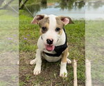 Small #4 Bulldog Mix
