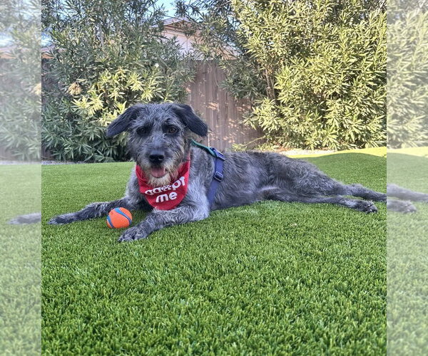 Medium Photo #1 Labrador Retriever-Unknown Mix Puppy For Sale in Phoenix, AZ, USA