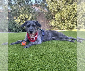 Labrador Retriever-Unknown Mix Dogs for adoption in Phoenix, AZ, USA