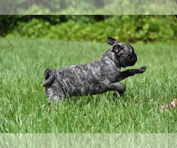 Medium Photo #6 Pug Puppy For Sale in PALM COAST, FL, USA