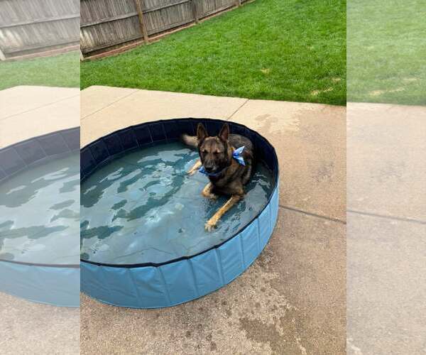 Medium Photo #7 German Shepherd Dog Puppy For Sale in Gretna, NE, USA