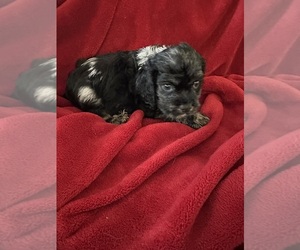 Cocker Spaniel Puppy for sale in CROSSVILLE, TN, USA