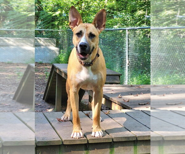 Medium Photo #13 Mutt Puppy For Sale in Ellijay, GA, USA