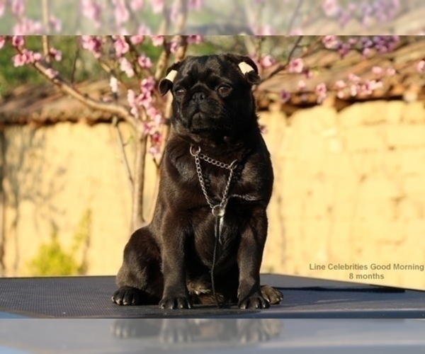 Medium Photo #1 Pug Puppy For Sale in Veliko Turnovo, Veliko Turnovo, Bulgaria