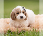 Small Photo #56 Goldendoodle (Miniature) Puppy For Sale in WARSAW, IN, USA