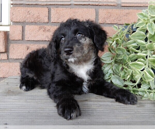 Full screen Photo #1 Miniature Labradoodle Puppy For Sale in FREDERICKSBURG, OH, USA