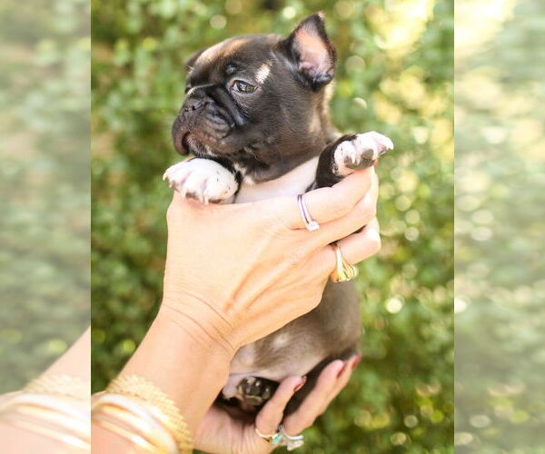 Medium Photo #3 Faux Frenchbo Bulldog Puppy For Sale in Corona, CA, USA