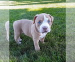 Puppy Zeus American Bully