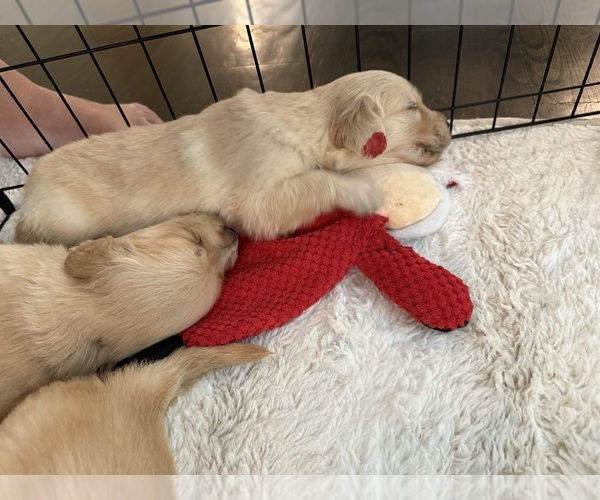 Medium Photo #3 Golden Retriever Puppy For Sale in EXTON, PA, USA