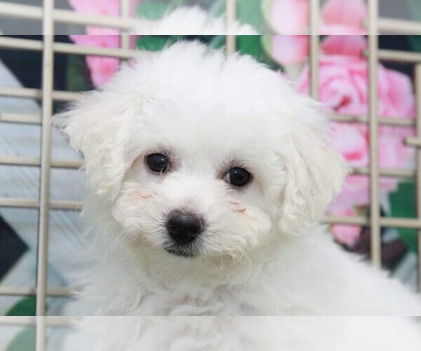 Medium Photo #2 Bichon Frise Puppy For Sale in MARIETTA, GA, USA