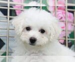 Small Photo #2 Bichon Frise Puppy For Sale in MARIETTA, GA, USA