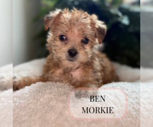 Morkie Puppy for sale in ELMHURST, IL, USA