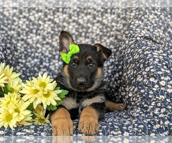 Medium Photo #6 German Shepherd Dog Puppy For Sale in NORTH EAST, MD, USA