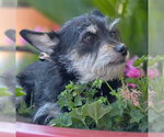 Small #1 Dachshund-Miniature Schnauzer Mix