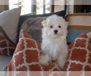 Maltese Litter for sale in MORRISON, CO, USA