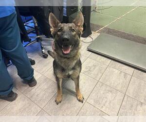 German Shepherd Dog-Unknown Mix Dogs for adoption in Grand Prairie, TX, USA