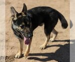 Small #9 Australian Kelpie-German Shepherd Dog Mix