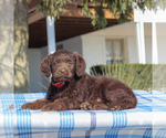 Small Photo #3 Labradoodle-Poodle (Miniature) Mix Puppy For Sale in BIRD IN HAND, PA, USA